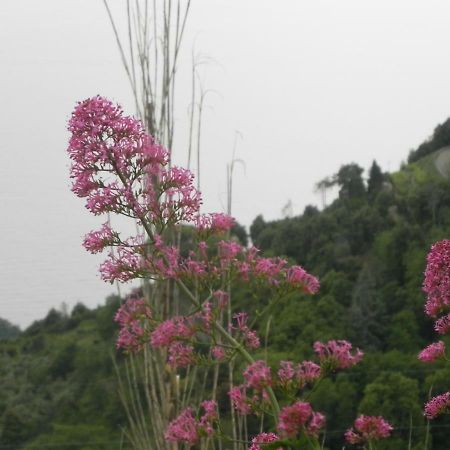 Ca Gialla De Drignana ヴェルナッツァ エクステリア 写真